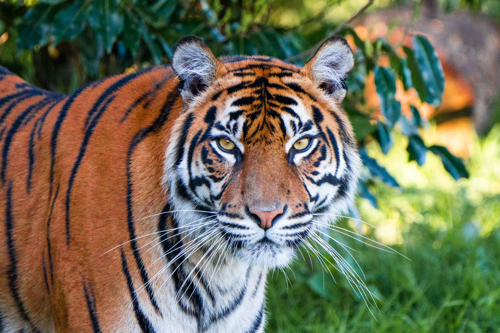 A photograph of a Sumatran tiger looking directly at the viewer. It has vivid orange fur with black stripes and a white chest and highlights on its face