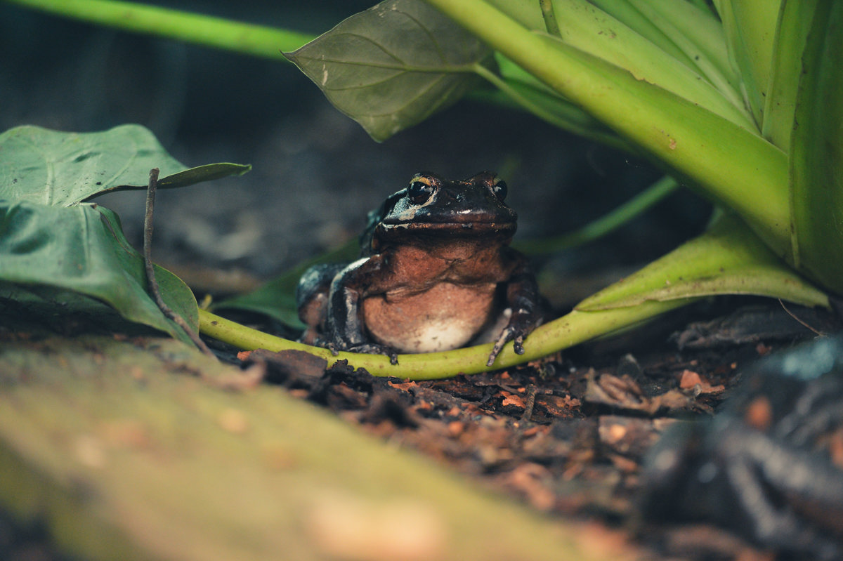 www.chesterzoo.org