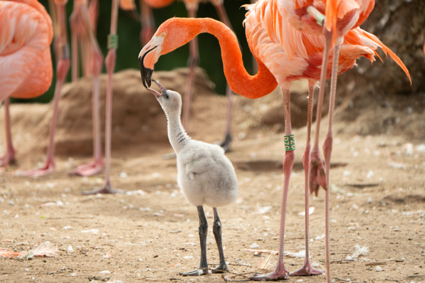 Caribbean flamingo chick being fed by its mother