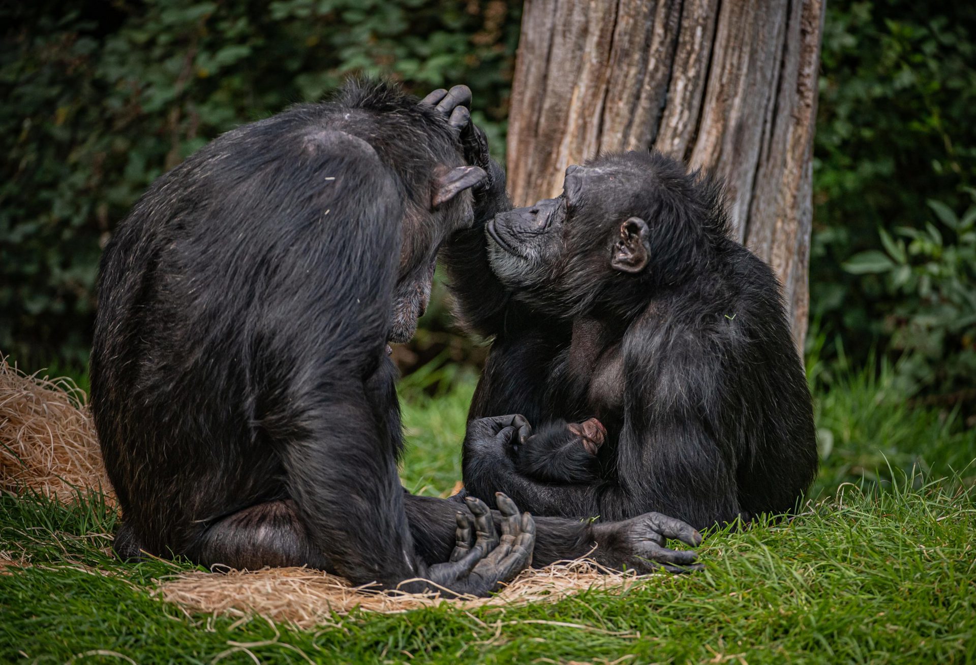 Chimpanzees For Adoption