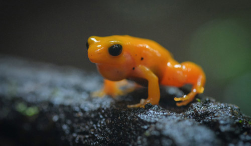 Golden mantella frog
