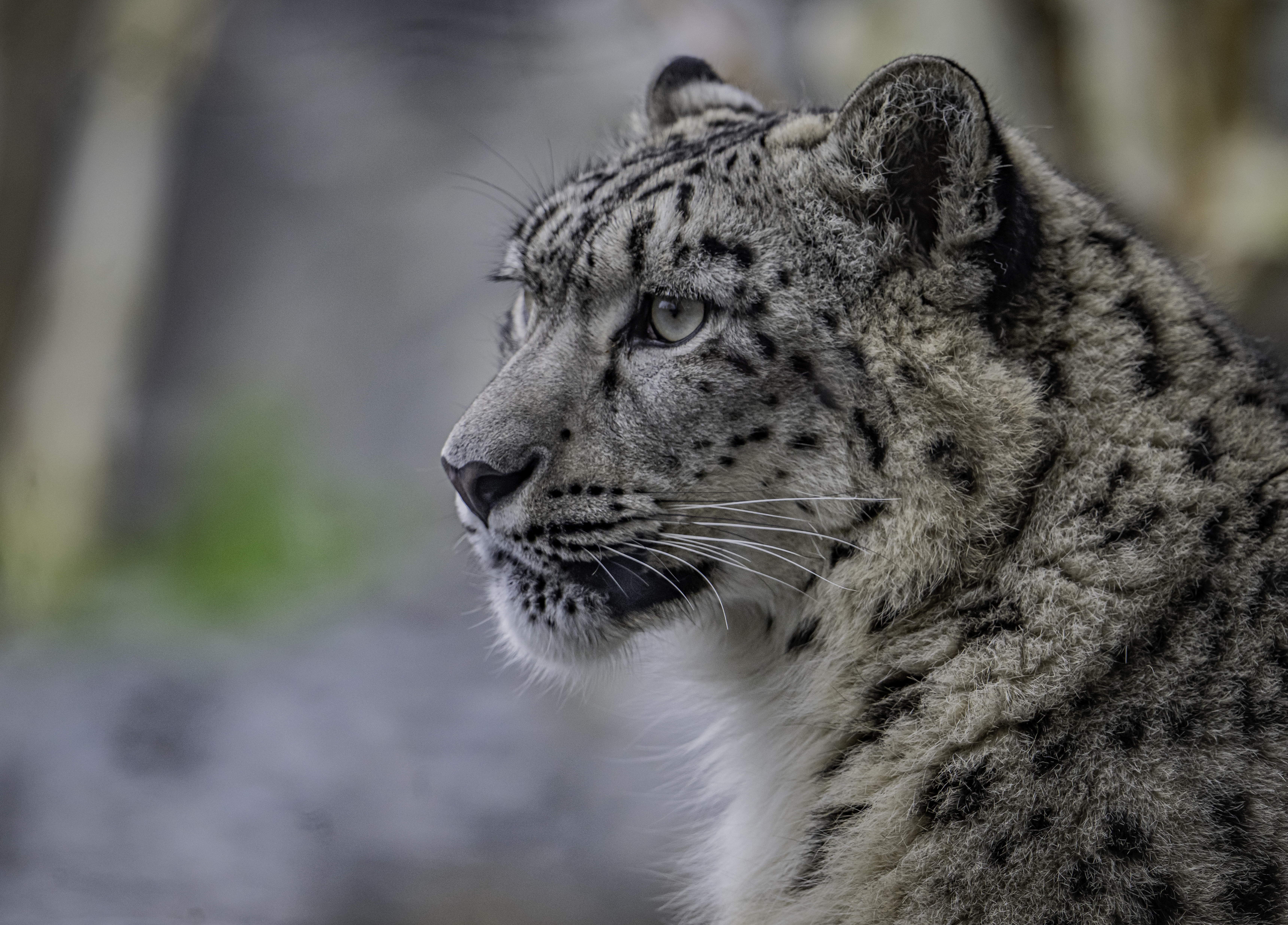 Footprints for the Future | Chester Zoo