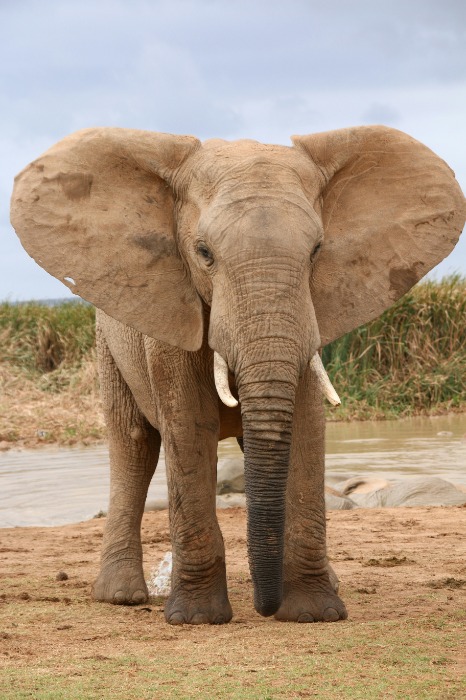 chester zoo opening times today