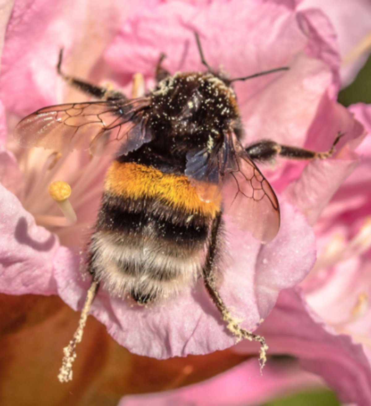 invertebrate-identification