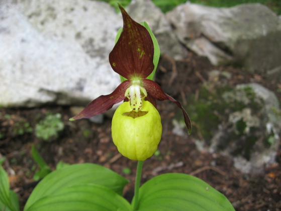 Photo shows a plant with mauve/maroon upper petals and bright yellow lower petals. The flower sits on a thin green stem.