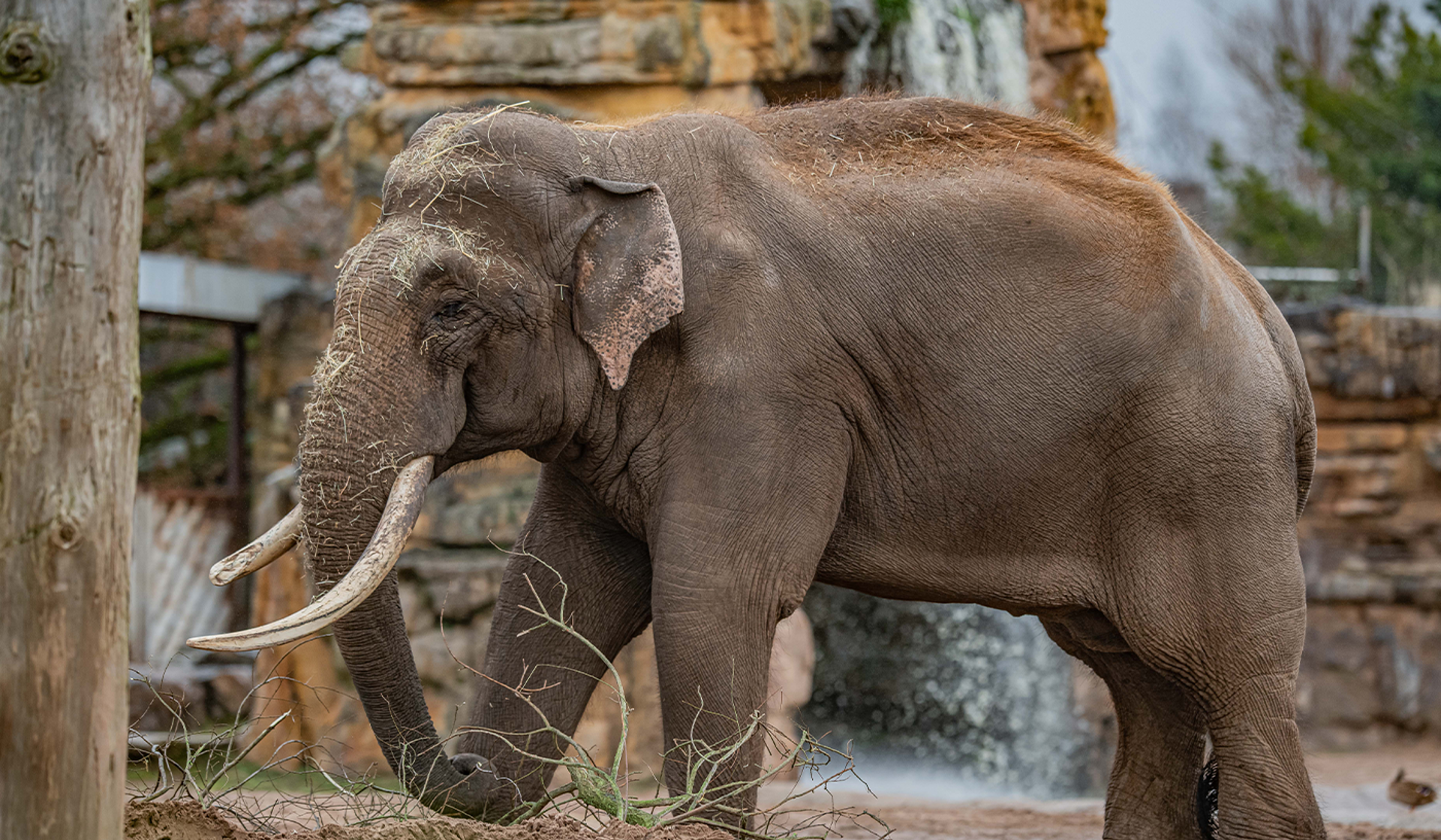Dublin Zoo Elephants Names
