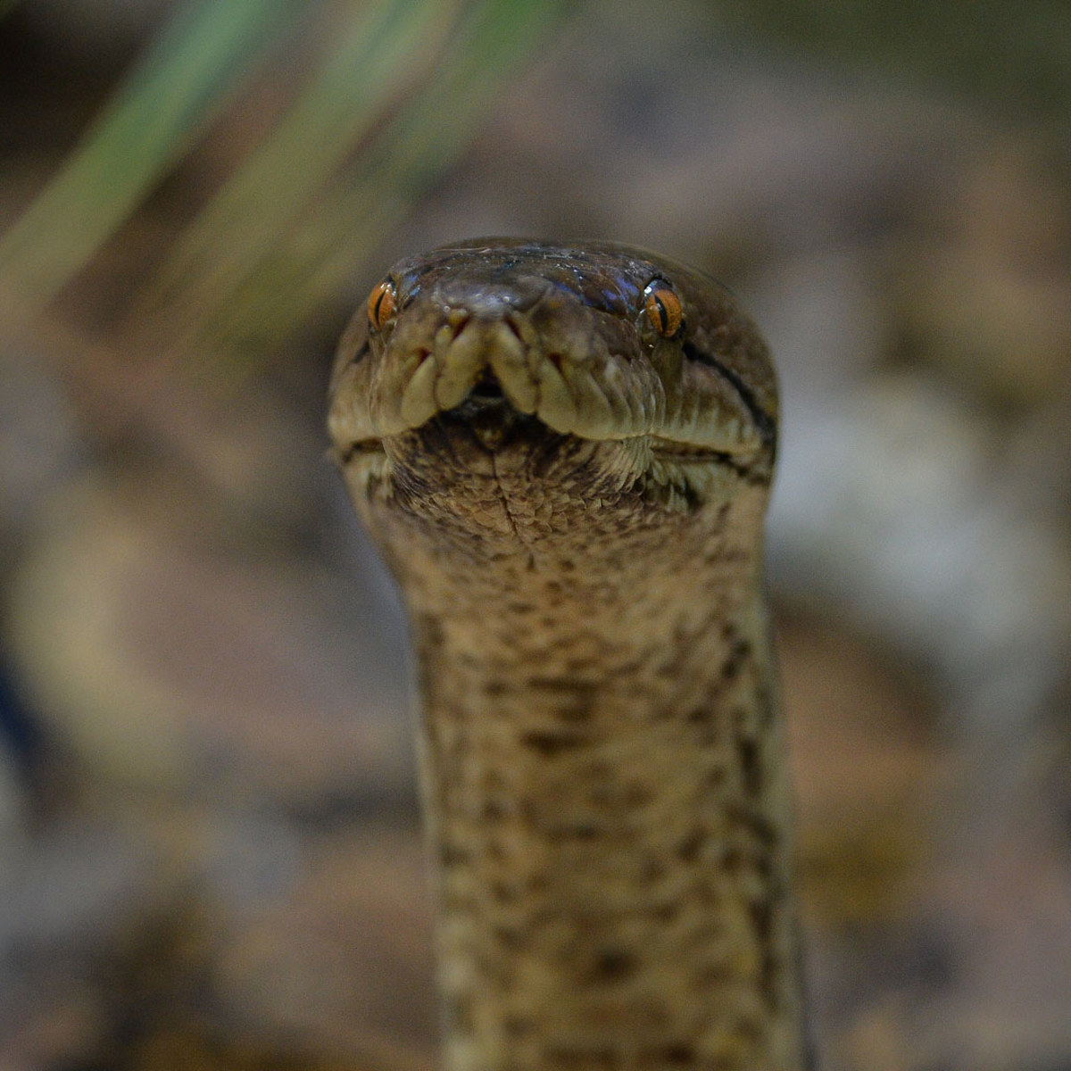 Reticulated python | Chester Zoo animals