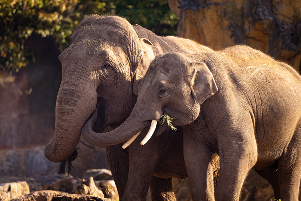 Asian elephants Maya and Anjan at Chester Zoo