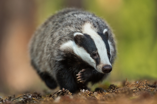 A badger walking across a floor scattered with pine cones. The badger is an adult and is walking with purpose