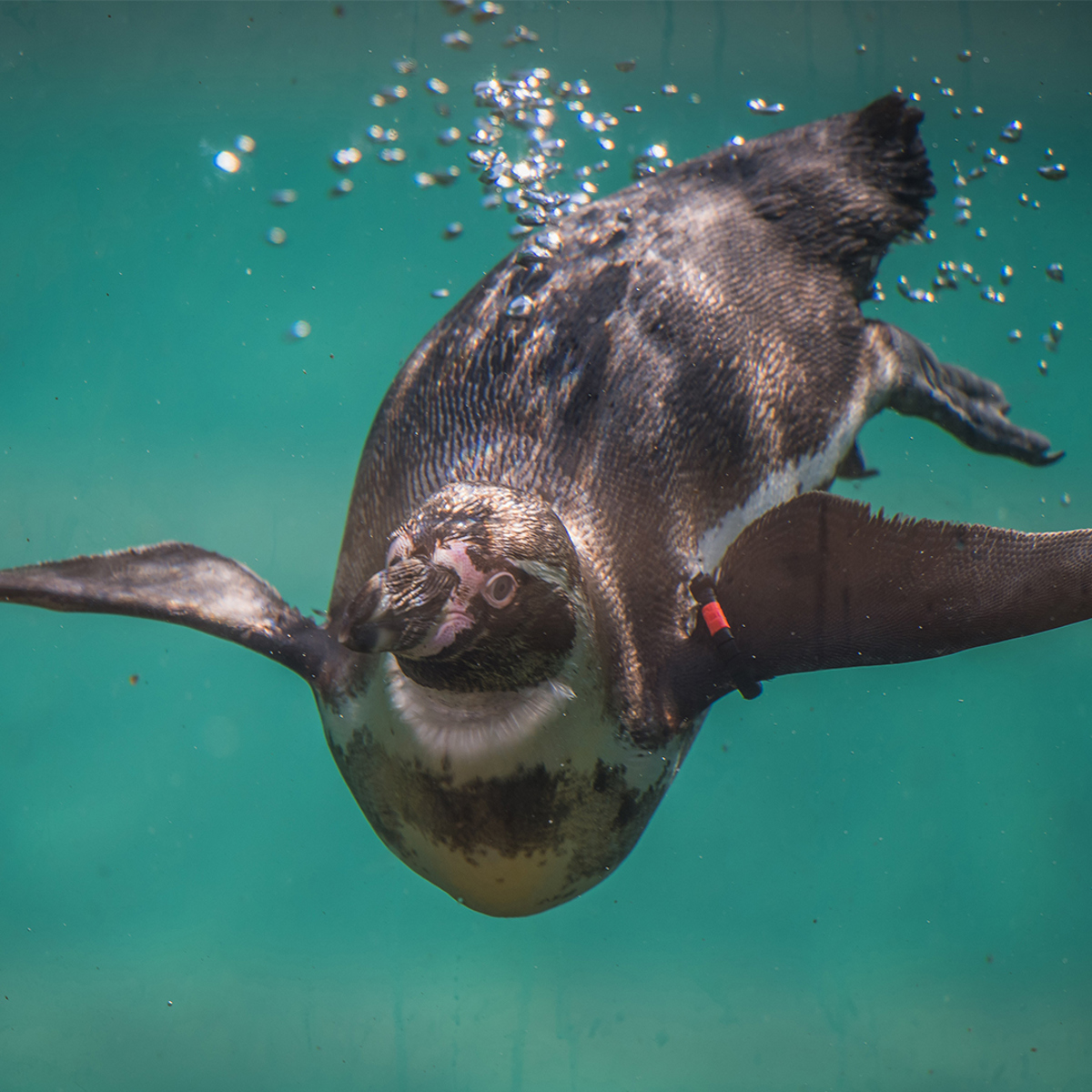 ANIMAL FACT FILE Humboldt Penguin animal-fact-file-humboldt-penguin