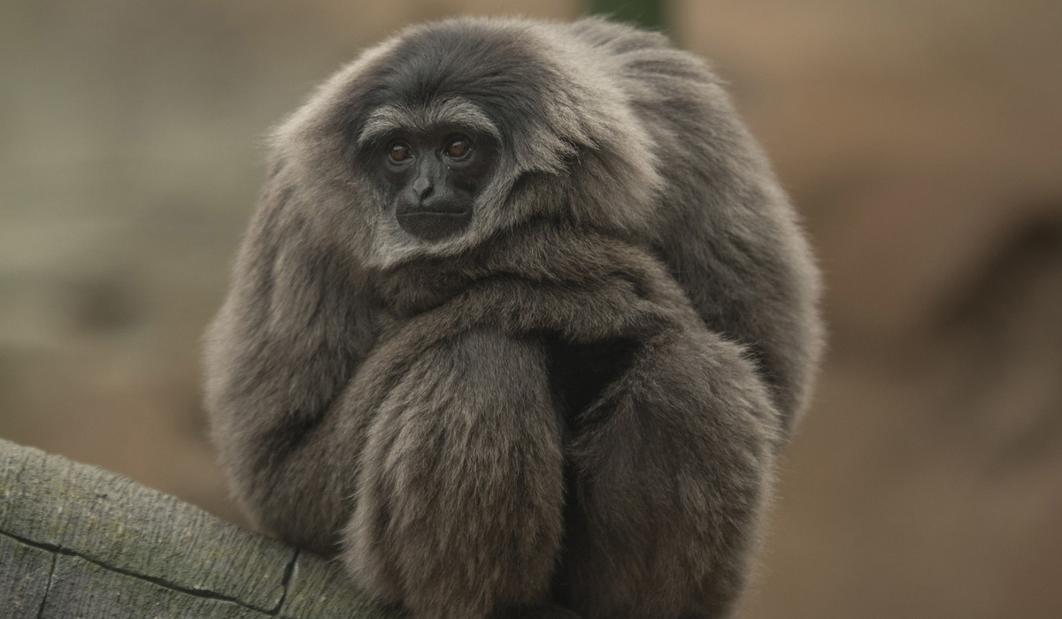 Silvery gibbon | Chester Zoo animals