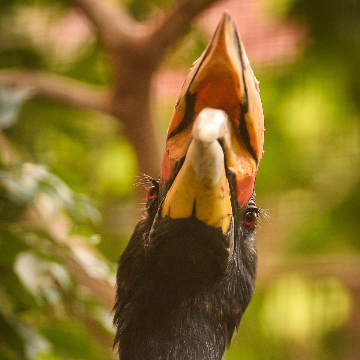 Rhinoceros Hornbill Chester Zoo Animals rhinoceros-hornbill-chester-zoo-animals