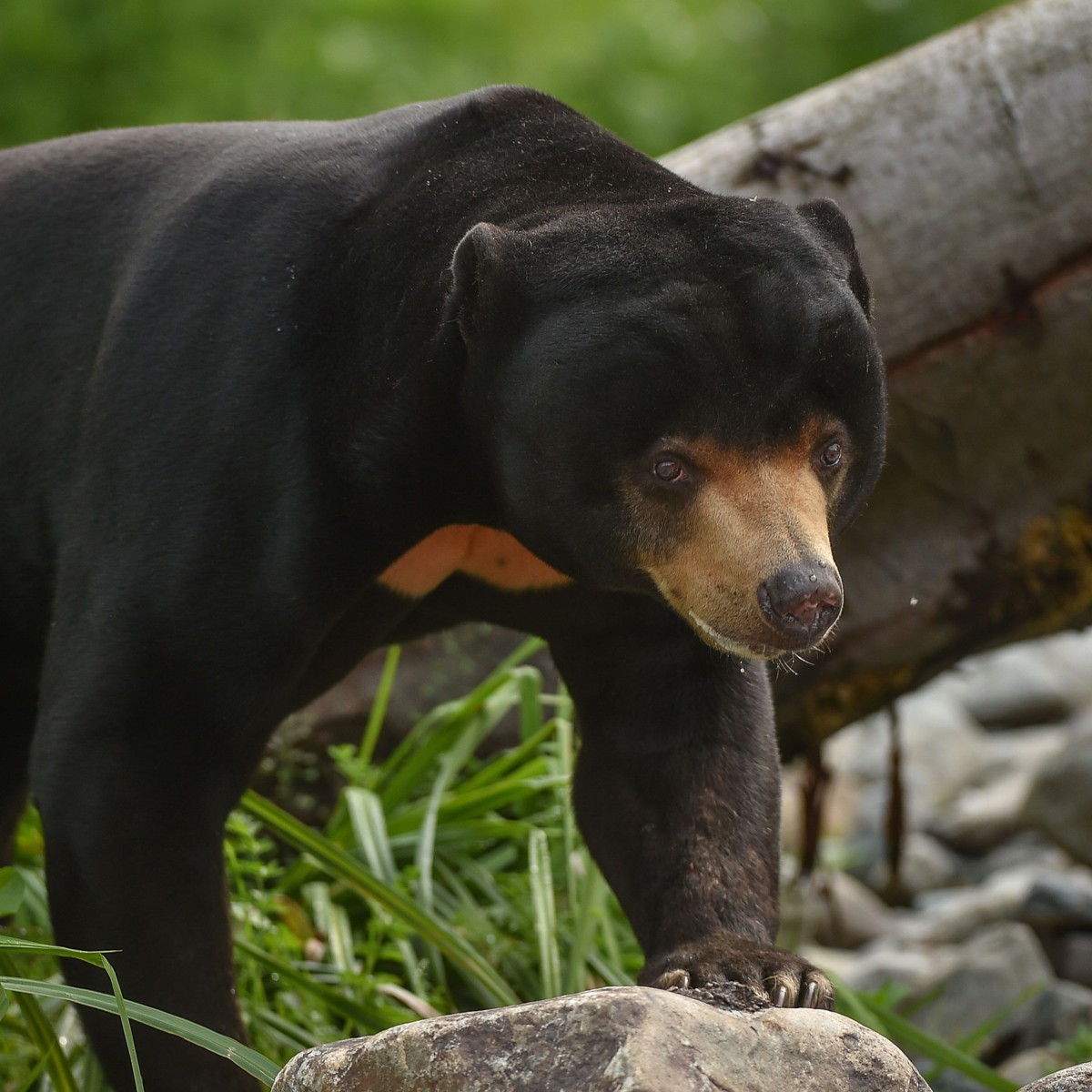 Sun bear | Chester Zoo animals