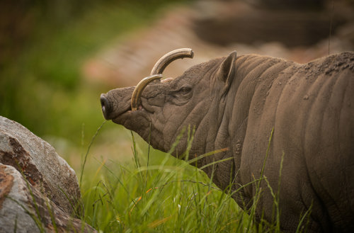 Babirusa at Chester Zoo