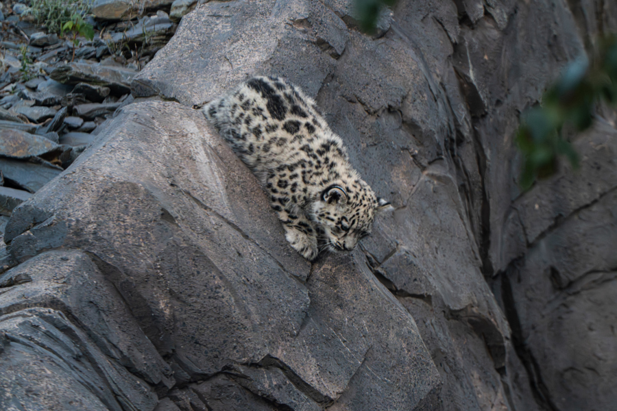 The snow leopard cub is poised on a rocky outcrop. Her paw, spotty back and face are visible as she contemplates the slight drop