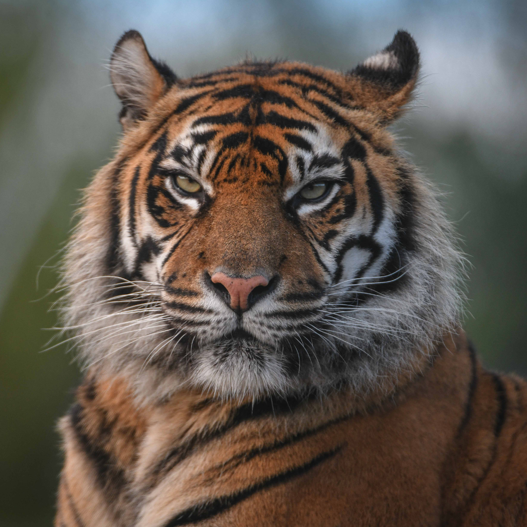 Sumatran tiger | Chester Zoo animals