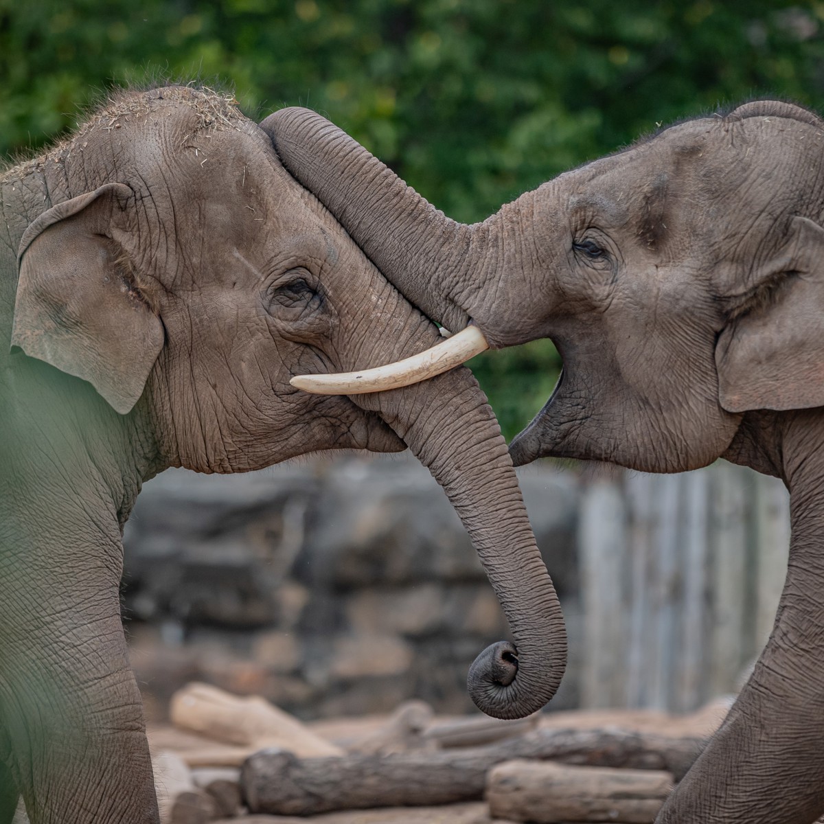 We’ve developed the world’s first elephant virus vaccine | Chester Zoo