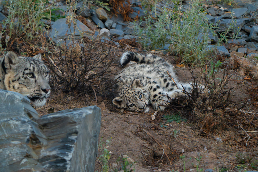 Photo shows the cub rolling in a sandy area and playing with a twig. Her mother's head is visible on the left side of the image