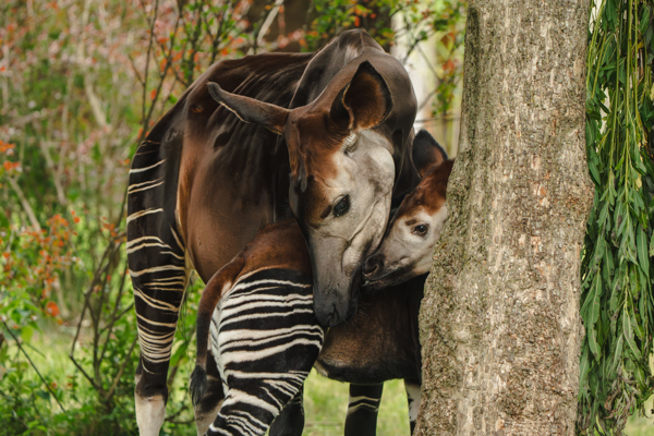 Okapi calf Miloli with mum Ada