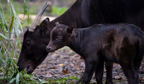 Anoa calf with mother