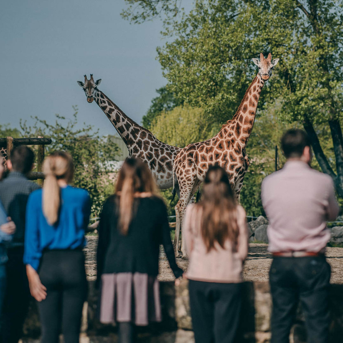 chester zoo africa enclosure