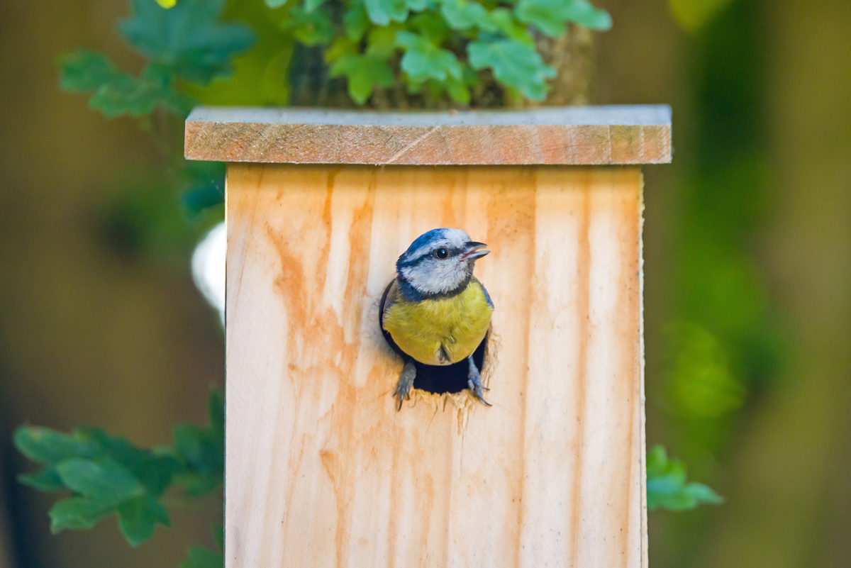 How to Build a Bird Box