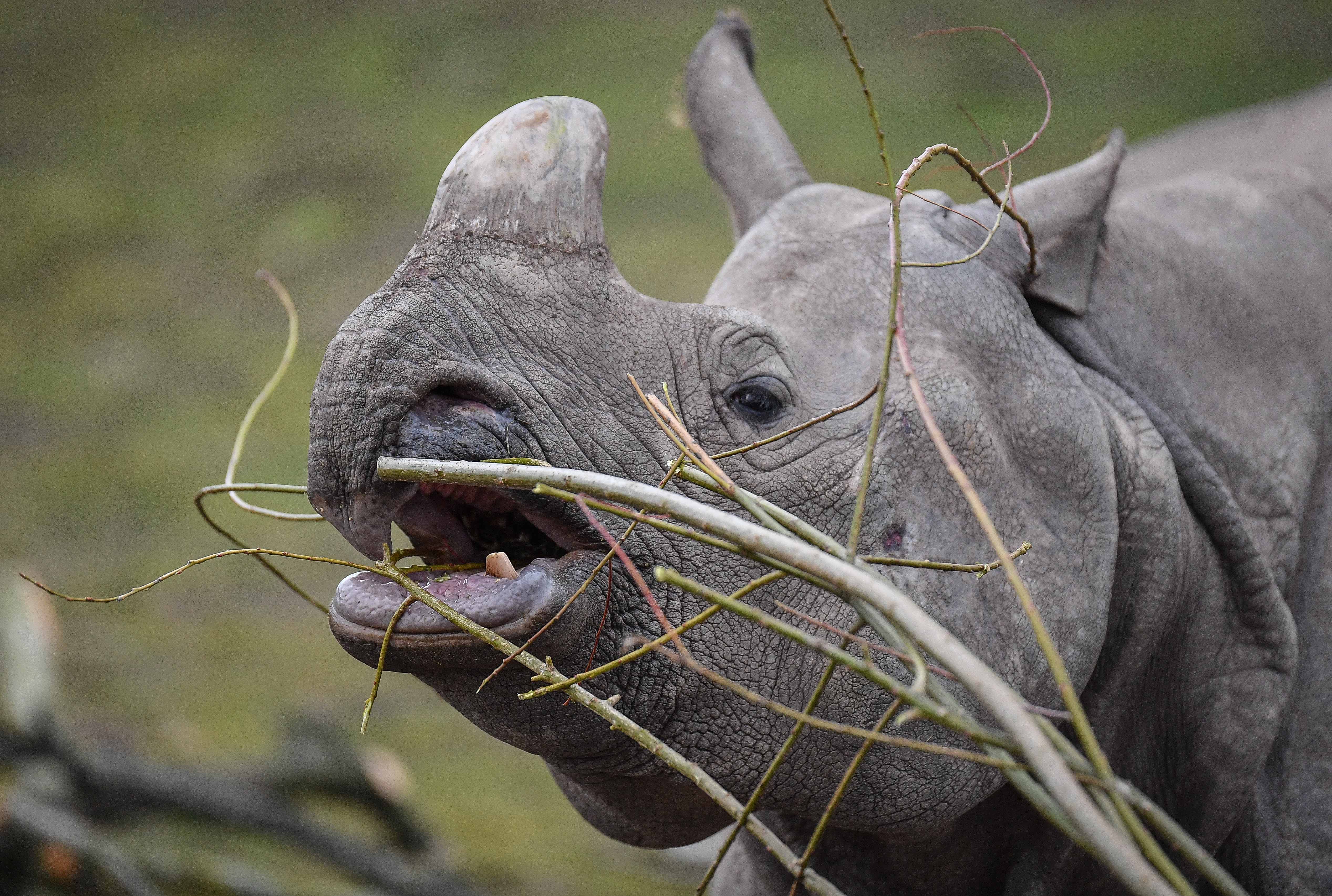 Greater one-horned rhino | Chester Zoo animals
