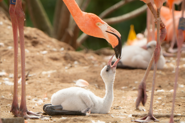 Caribbean flamingo chick being fed