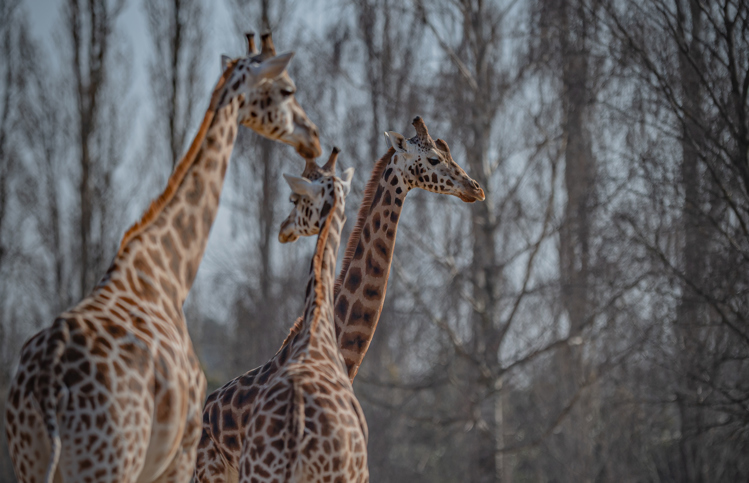 Three Northern giraffes at Chester Zoo