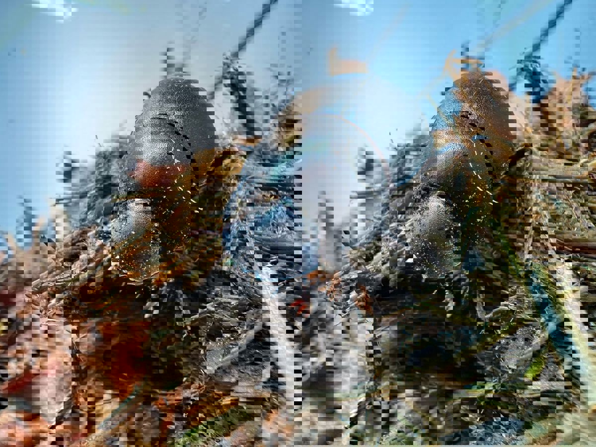 plum-dung-beetle-chester-zoo-animals