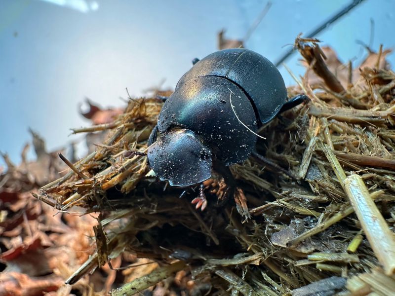 Plum dung beetle | Chester Zoo animals