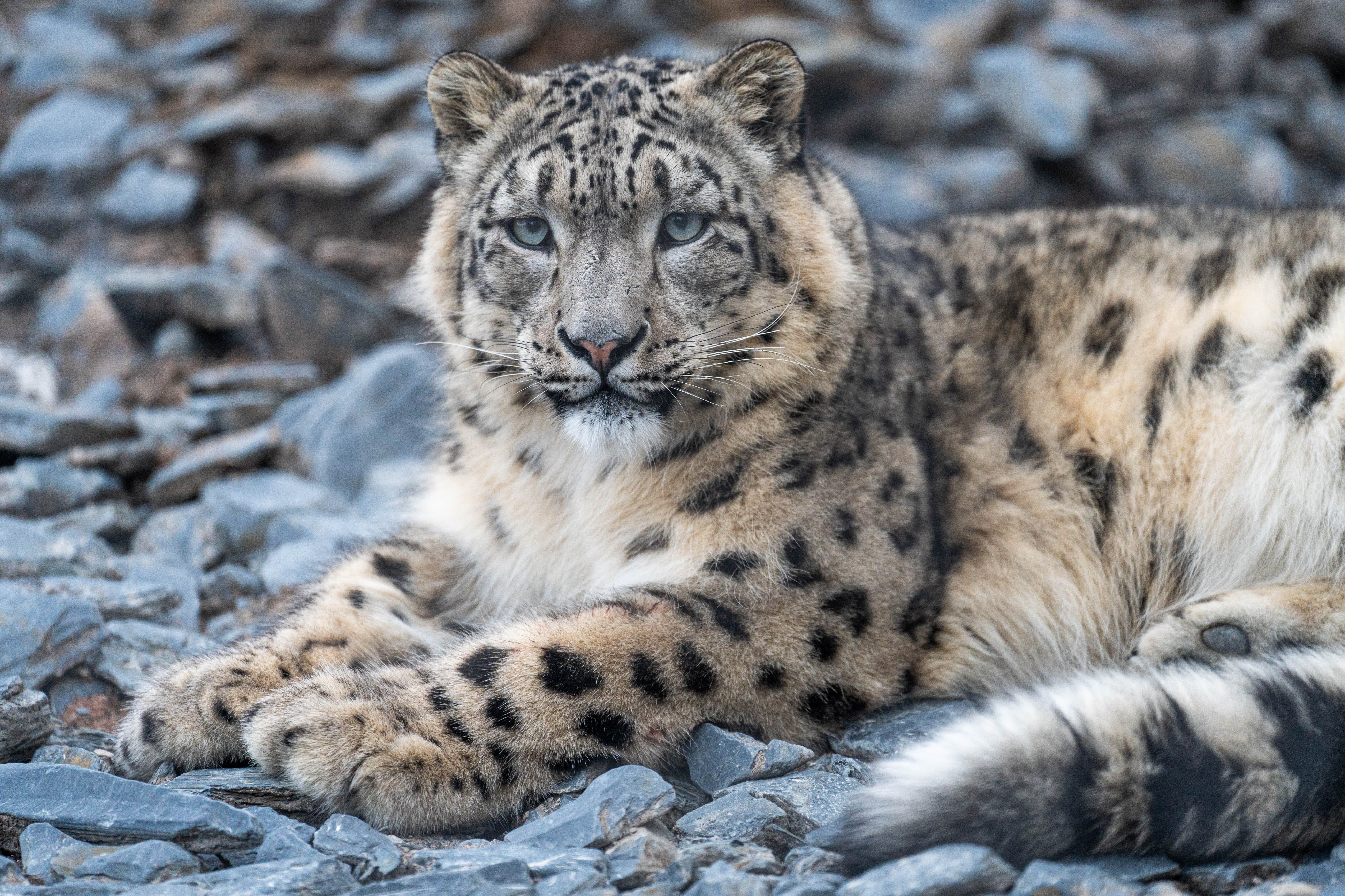 Amazon.com: Snow Leopard (1000 Piece Puzzle, Challenging