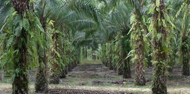 A view down a plantation showing palm trees. They have long, arching leaves and the trunks are shaggy with smaller leaves