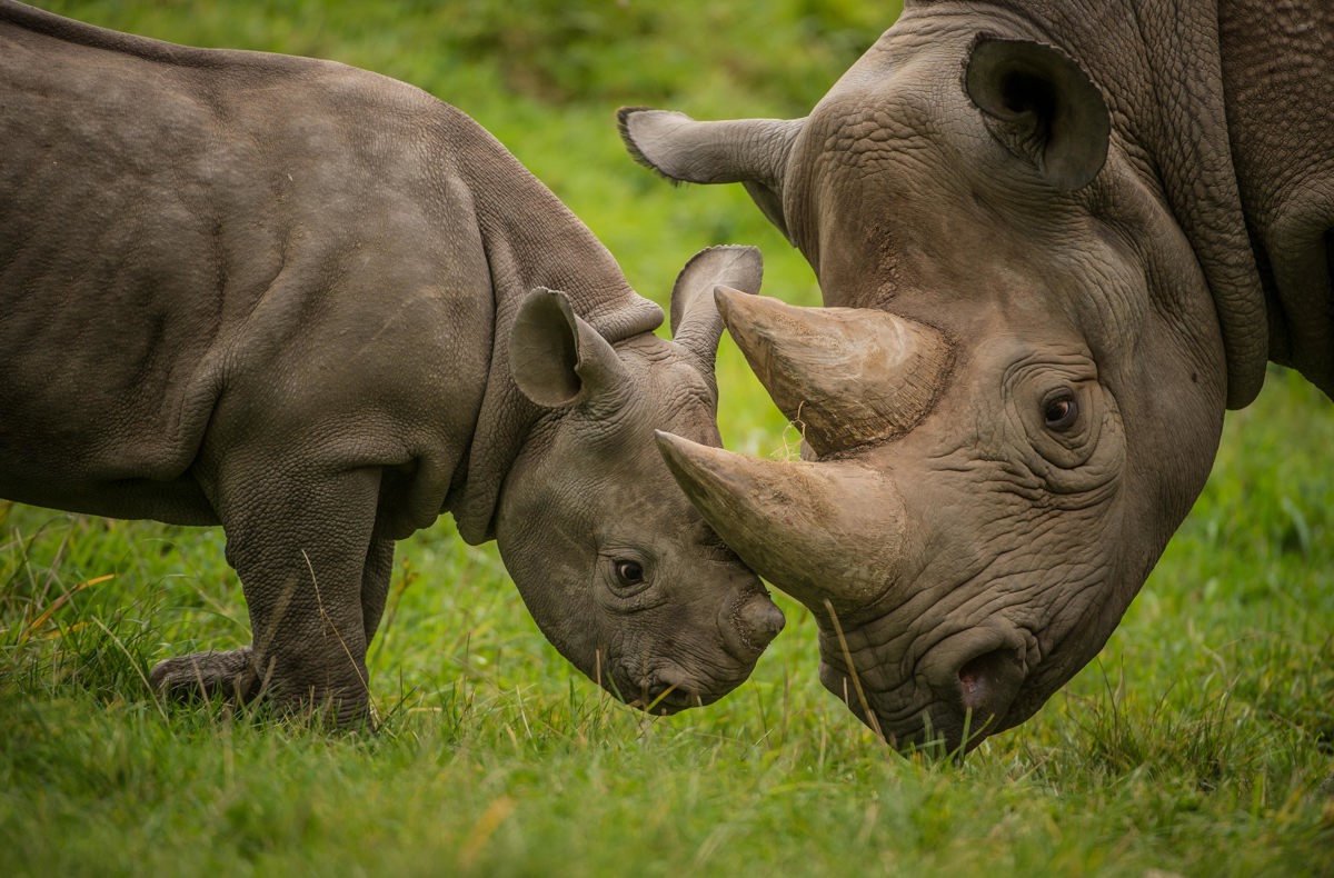 Black rhino | Chester Zoo animals
