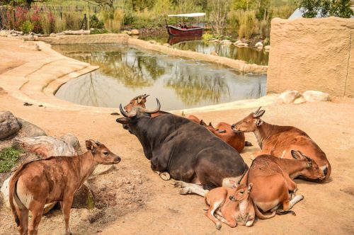 Banteng at Islands