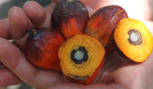 A handful of palm fruits. They are red. Some are cut in half, showing yellow pulp and white seeds