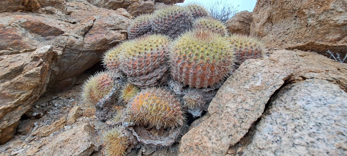 Chester Zoo | Copiapoa Action Plan