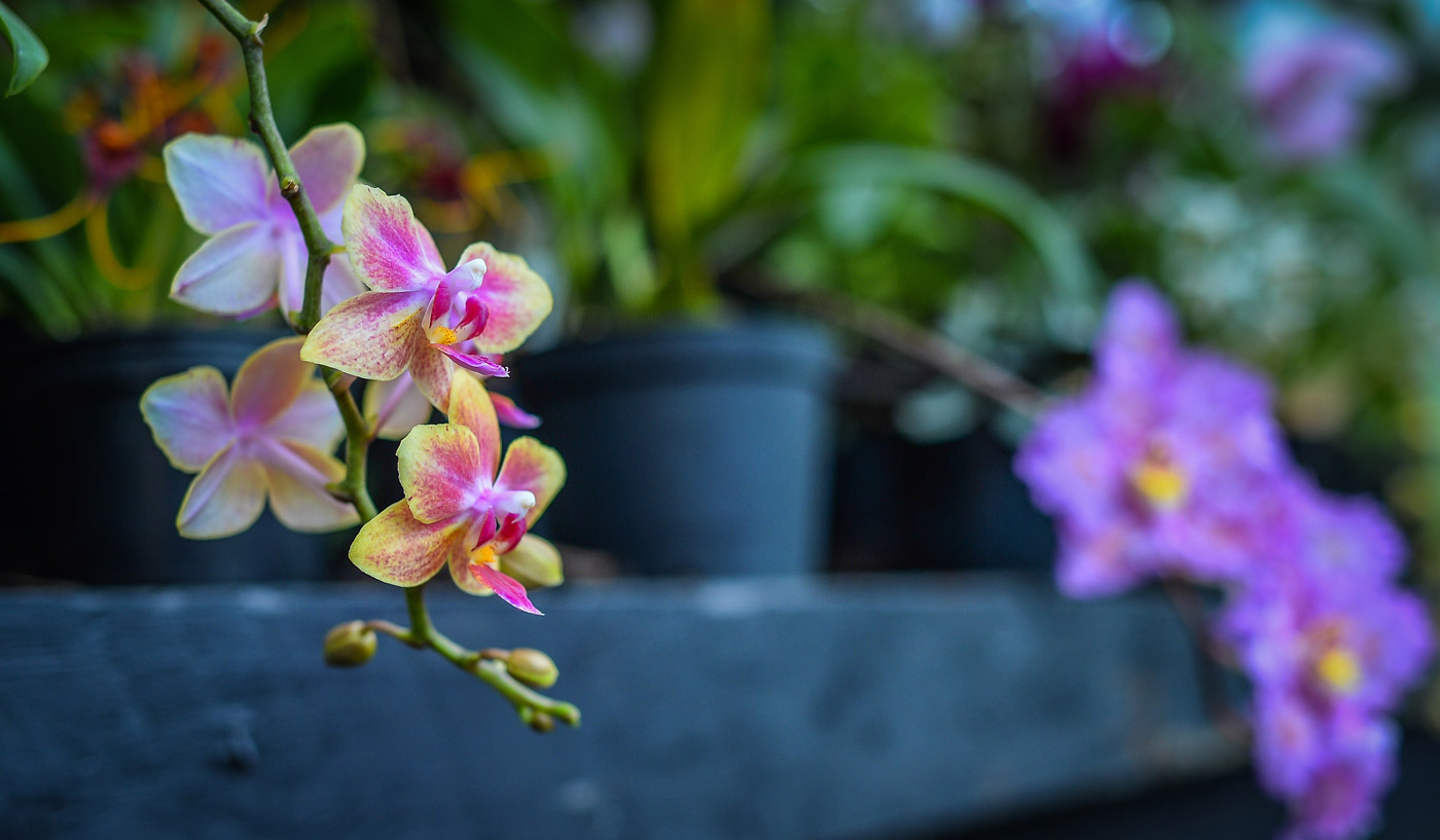Orchids National Plant Collection | Chester Zoo