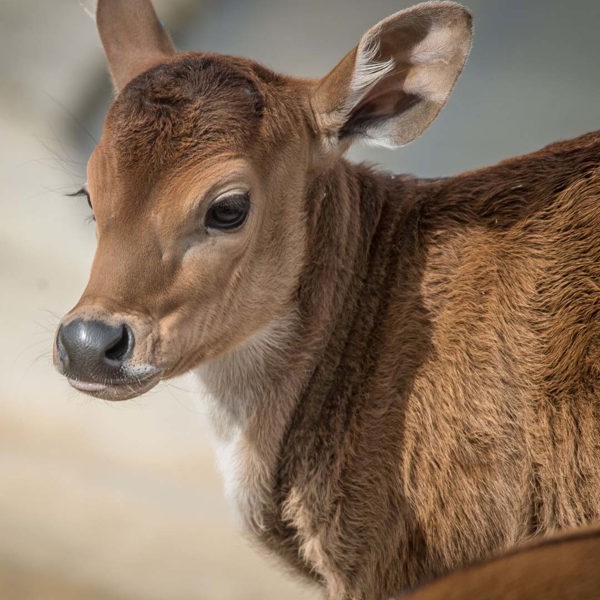 Banteng calf