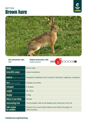 Screenshot of the brown hare animal fact file
