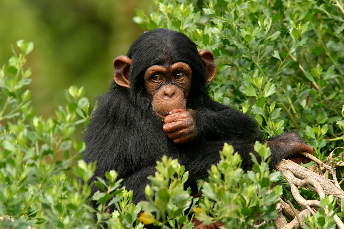 KS1 Animal Behaviour