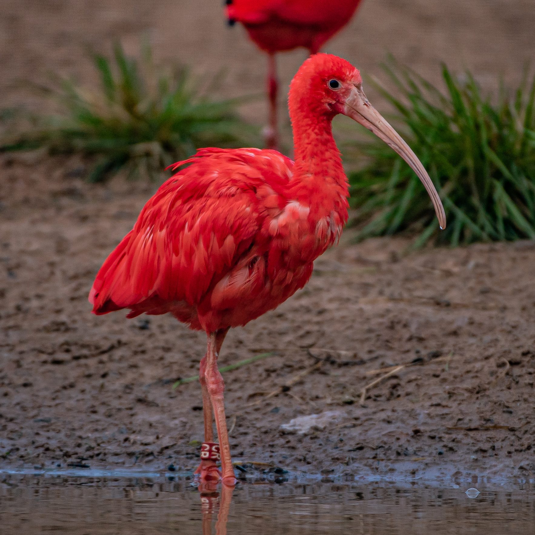 Scarlet Ibis Chester Zoo Animals Scarlet Ibis Chester Zoo Animals