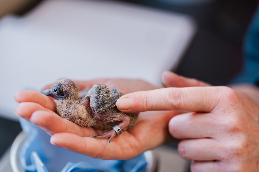 A chick resting on the palm of a hand. The keeper is gently checking its wing with a finger