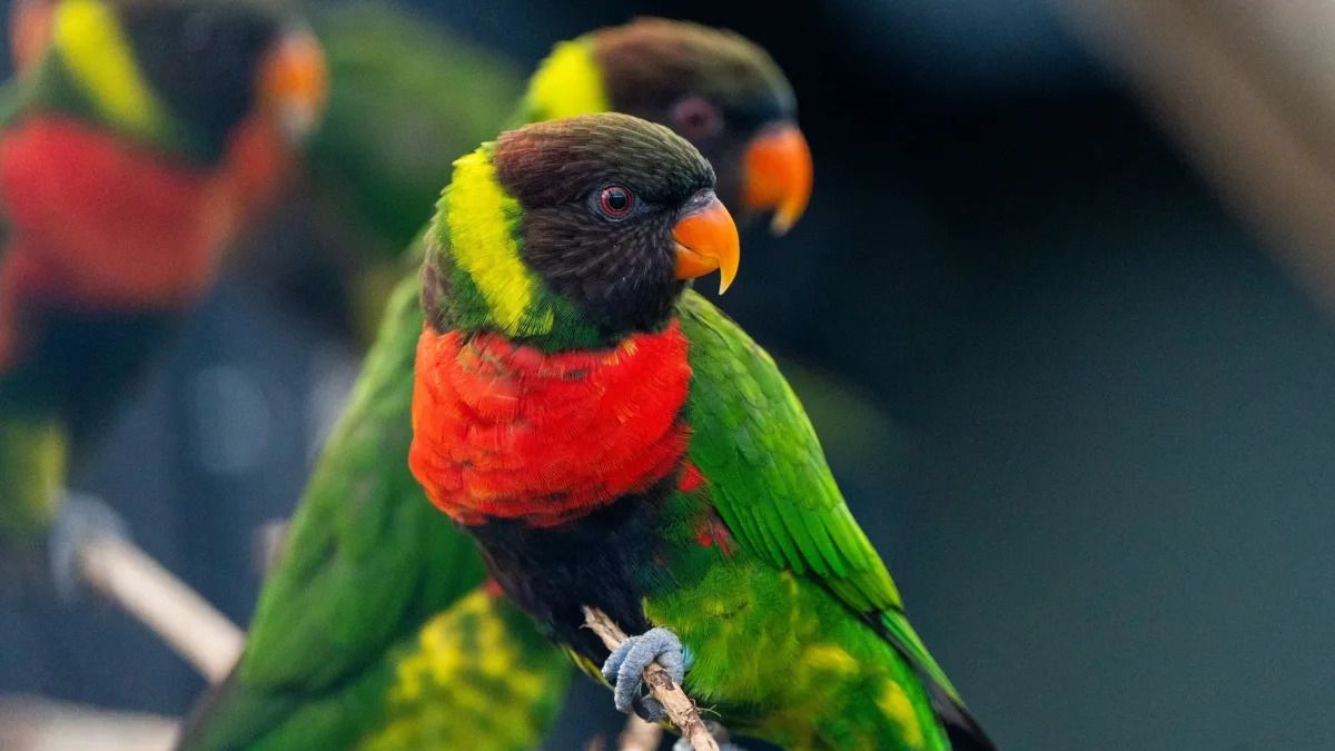 Rare parrot discount