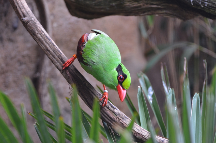 Javan green magpie perched on a branch