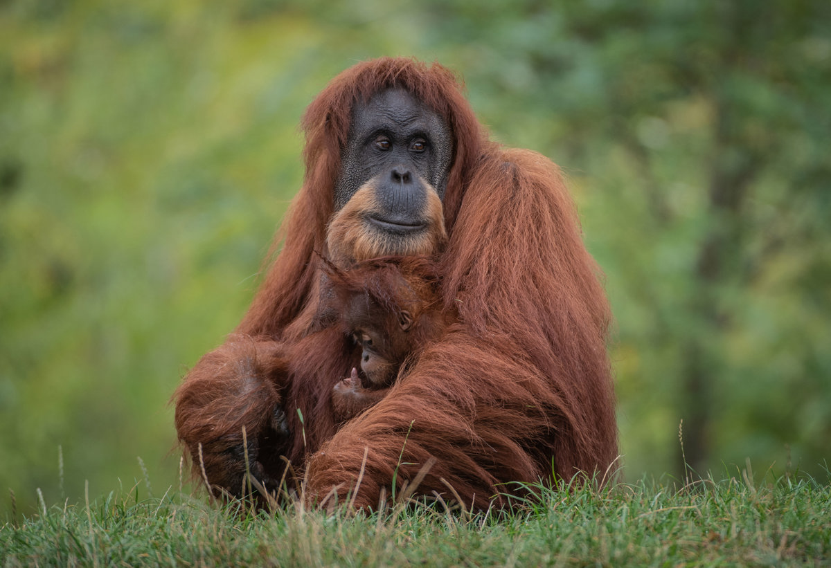 www.chesterzoo.org