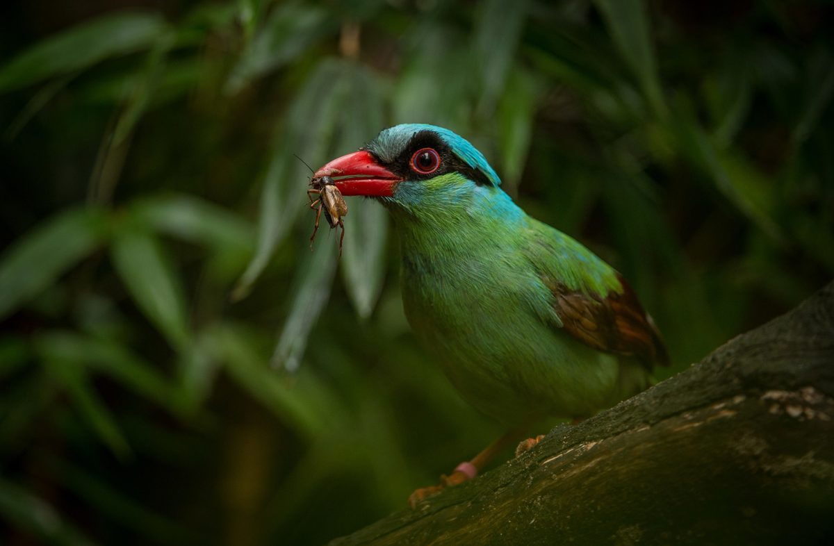 Chester Zoo | Protecting the Javan Green Magpie