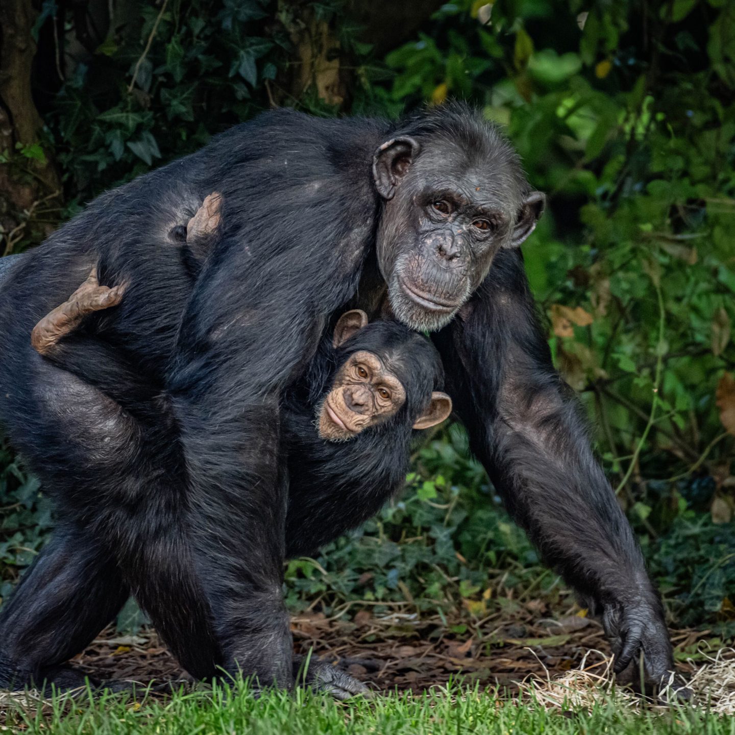 Chimpanzees For Adoption