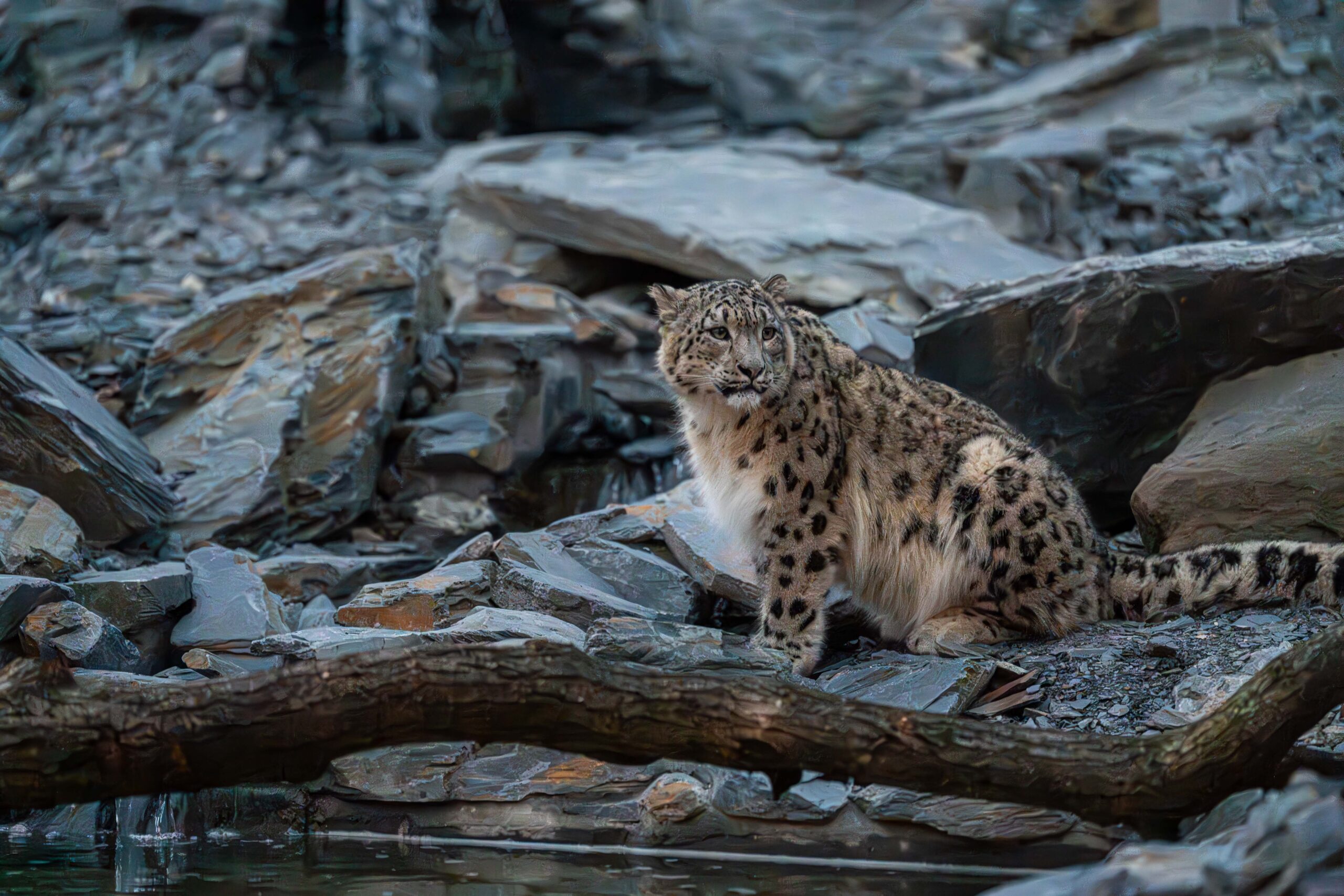 Footprints for the Future | Chester Zoo