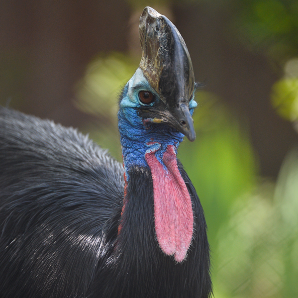 Close-up of a southern cassowary at Chester Zoo